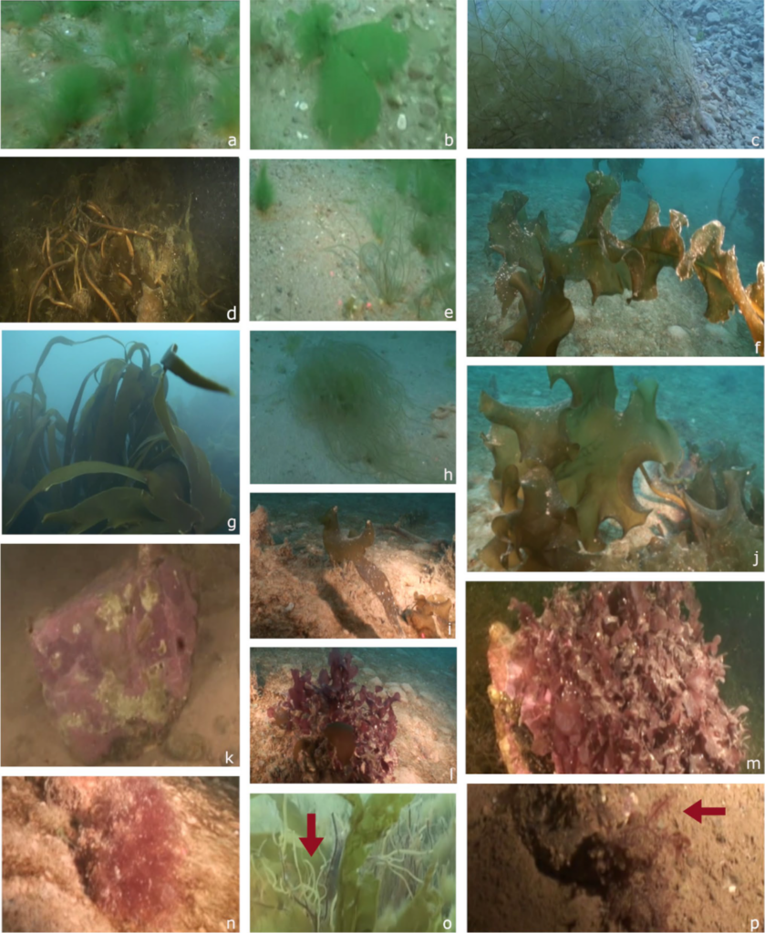 Video survey of deep benthic macroalgae and macroalgal detritus along a ...